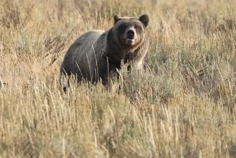 Hiker Assaulted by Bear in National Park Transported to Trauma Center
