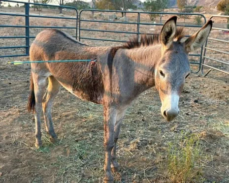 Donkey Healing After Recent Projectile Strike on Feral Donkeys in California
