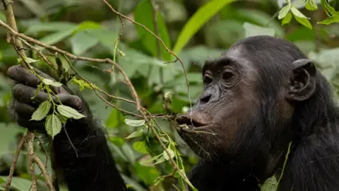 Chimpanzees Drinking a Daily Dose of a Beer Daily from Overripe Fruits, Research Reveals
