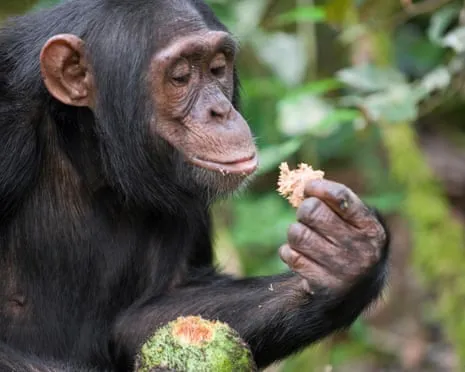 Chimpanzees Ingest Daily Alcohol Comparable to a Pint from Fermented Figs
